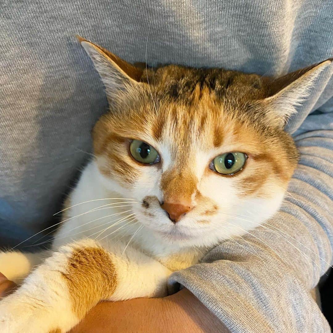 山田稔明さんのインスタグラム写真 - (山田稔明Instagram)「おはよ。どしゃぶりのサタデイ。 #ポチ実 #三毛猫」4月18日 9時54分 - toshiakiyamada
