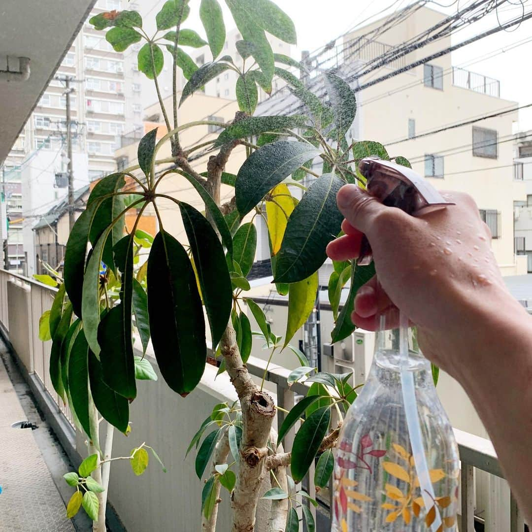 佐藤嘉洋さんのインスタグラム写真 - (佐藤嘉洋Instagram)「‪まずジムに出勤したら、観葉植物を表に出して日光浴。‬ . ‪1枚目の右は、JKF新瑞橋の2011年のオープン時にお祝いでいただいたポトス。‬ ‪これを切って移動させ、水挿しして根っこを出してから土に植え替えました。‬ . ‪2、3枚目は2018年JKF池下開店時のお祝いでいただいた観葉植物。‬ . ‪大切に育てています。‬ . #キックボクシング #観葉植物 #池下 #運動は尊い #スポーツジム来館は不要不急ではない」4月18日 10時07分 - yoshihirosato1981