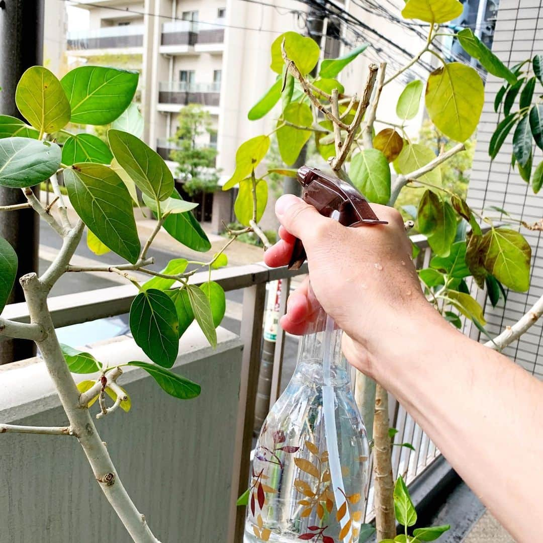 佐藤嘉洋さんのインスタグラム写真 - (佐藤嘉洋Instagram)「‪まずジムに出勤したら、観葉植物を表に出して日光浴。‬ . ‪1枚目の右は、JKF新瑞橋の2011年のオープン時にお祝いでいただいたポトス。‬ ‪これを切って移動させ、水挿しして根っこを出してから土に植え替えました。‬ . ‪2、3枚目は2018年JKF池下開店時のお祝いでいただいた観葉植物。‬ . ‪大切に育てています。‬ . #キックボクシング #観葉植物 #池下 #運動は尊い #スポーツジム来館は不要不急ではない」4月18日 10時07分 - yoshihirosato1981