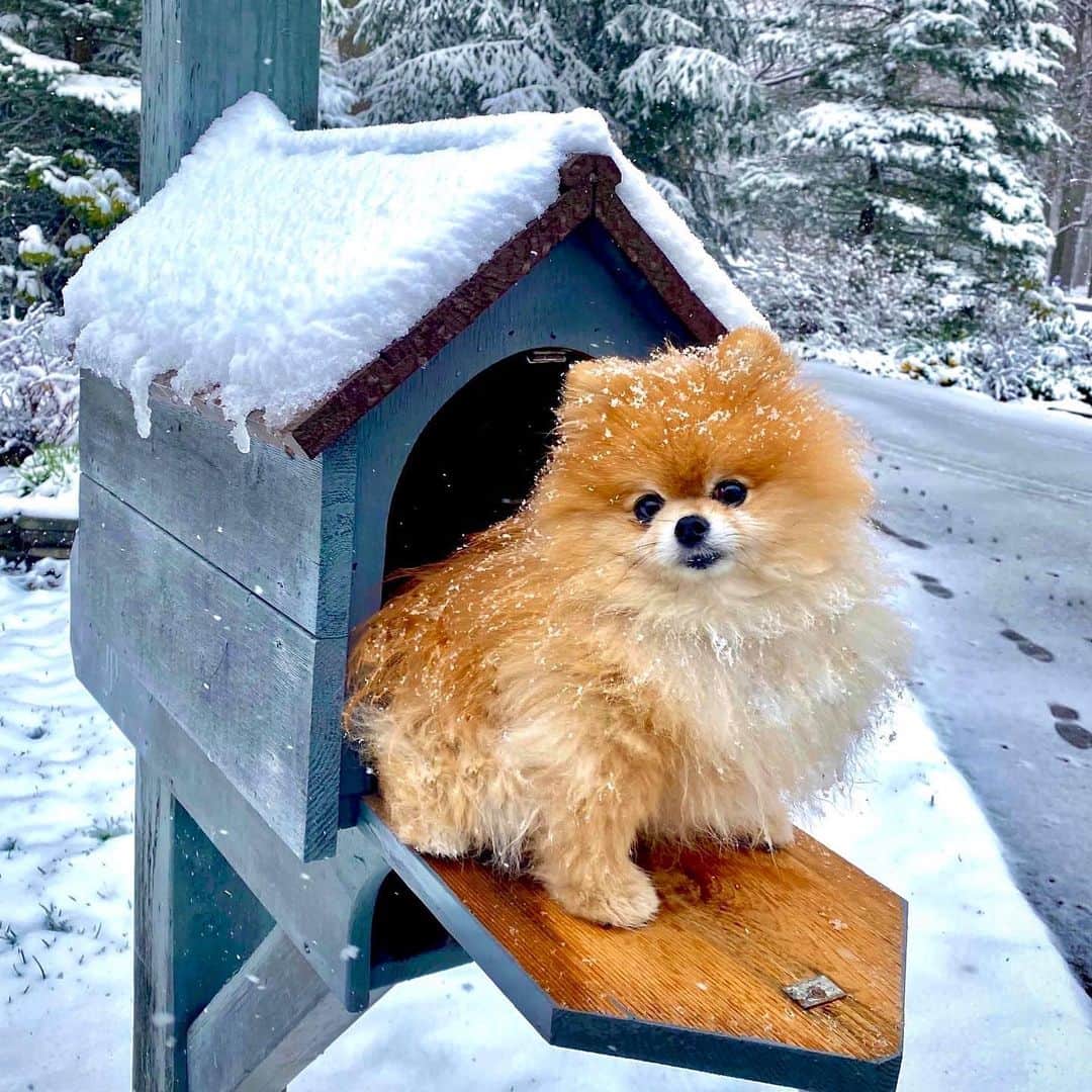 のインスタグラム：「Still staying home📬but this snow has got to go!❄️Ginger is not impressed🤔and neither am I🤦🏻‍♀️After all it is April isn’t it?!🌿」