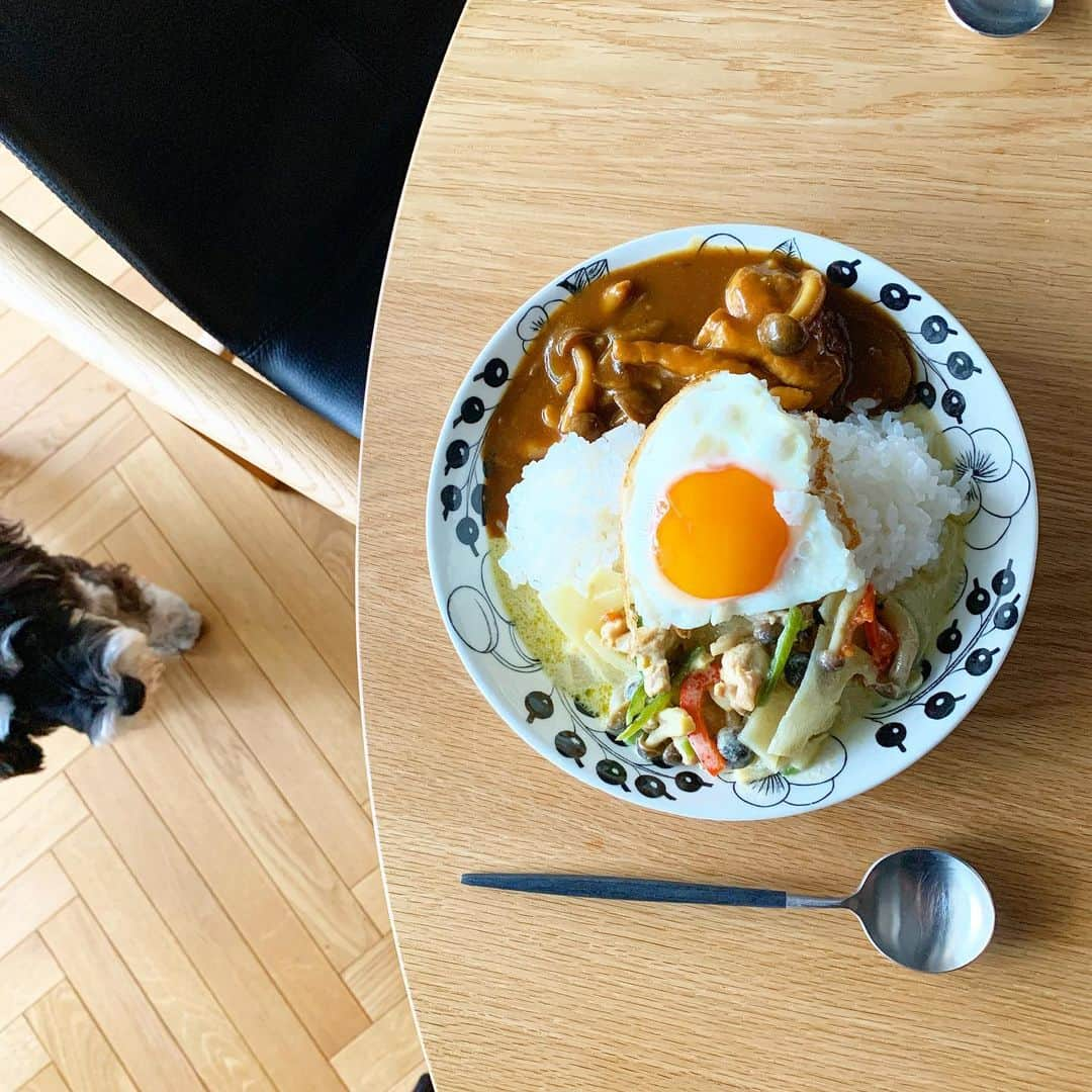 Shokoのインスタグラム：「どしゃ降りの東京です * 昨夜作った グリーンカレーと甘口カレー ツートンカレーで出勤です * 今日も気合だ！！！ * #dogs #food #dogstagram #instadog」