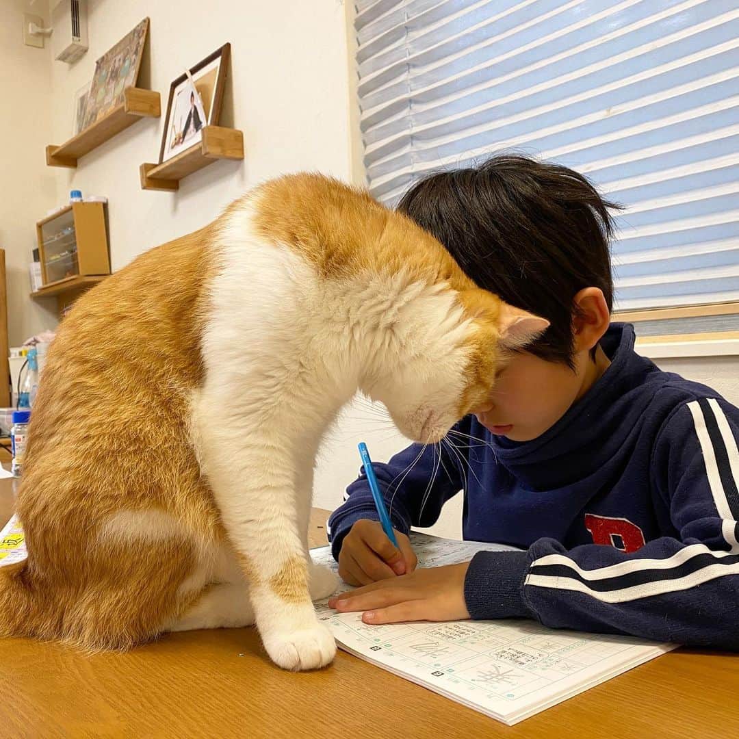 ブラザー4チャンネルのインスタグラム：「我が家の頼れる家庭教師…😽 猫の手も…借りてます✨ #brother4 #家で過ごそう」