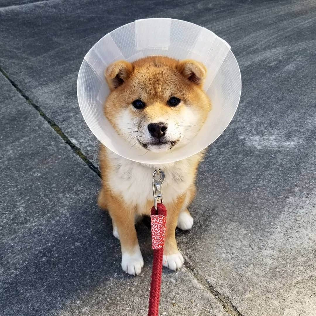 柴犬たま Shibainu Tamaさんのインスタグラム写真 - (柴犬たま Shibainu TamaInstagram)「コイ「ボク、小顔になったよ〜」 * それは気のせい✋(笑) * Caption trans🇬🇧 Koi "I got a small face." You’re just seeing things✋(lol) * #たま家族 #柴犬コイ #去勢手術 #エリザベスカラー #エリカラ #パラボラアンテナ #たれみみ #かなりひし形 #プリケツ #しっぽモフモフ #ふわもこ #柴犬 #shiba #shibainu #shibastagram #犬 #dog #柴犬子犬 #子犬 #shibapuppy #shibainupuppy #puppy」4月18日 11時29分 - tama7653