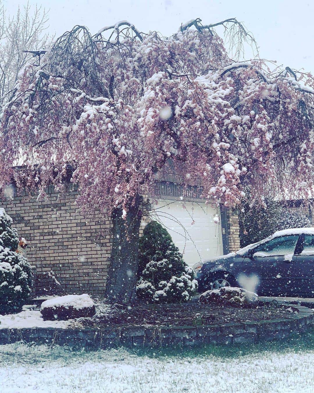 小嶋晶子のインスタグラム：「Photos from my friend in Michigan. 帰国して、もうすぐ2年半。今度はいつ会えるかなぁ？」