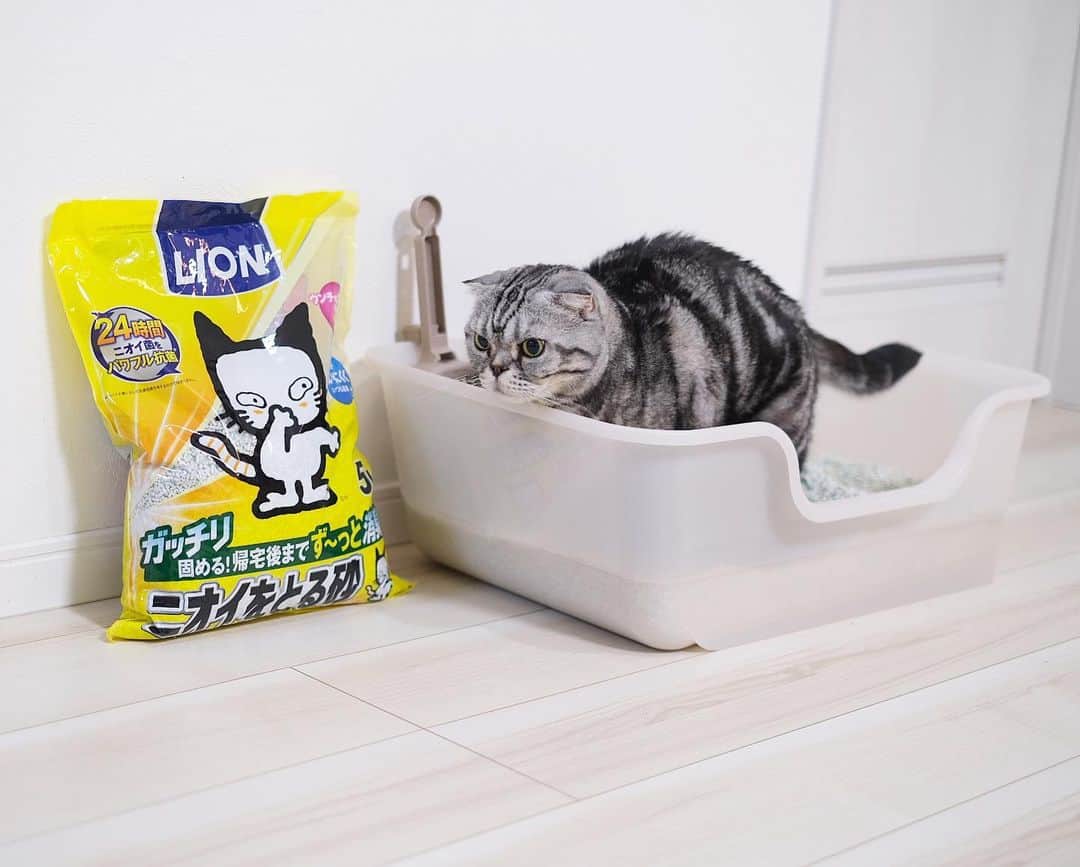 Shishi-maruさんのインスタグラム写真 - (Shishi-maruInstagram)「⭐️﻿ ライオンから「獣医師開発の猫トイレ」が発売しました。﻿ ライオン商事さんから提供していただきました。﻿ ﻿ 🐱﻿ ししまるはシンプルなトイレが好きなので、期待していましたが、まさに期待通り。「新しいトイレになった事に気がついているのだろうか？」と思うほど、普通に使っていました。﻿ ﻿ 出入口はししまる にとっては入りやすくとても良いです。「ここから砂が飛び散るのでは？」とも思ったのですが、習性を考えて作った設計との事で、今のところほとんど心配無さそうです😄﻿ ﻿ 一体型なので掃除も簡単そうです。こちらまた後日レポートします。﻿ ﻿ トイレのこだわりは、以下のサイトから確認できますので是非ご覧下さい。﻿ ーーーーーーーーーーーーー﻿ 【獣医師開発の猫トイレ】﻿ https://www.lion-pet.jp/catsuna/nekotoilet/index.htm﻿ ーーーーーーーーーーーーー﻿ ﻿ #PR　#獣医師開発猫トイレ　#ねこ　#猫	﻿ #ニオイをとる砂 　#にゃんすたぐらむ ﻿ #獣医師開発  #新発売　#lionpet 　#lionpetcat　﻿ #ライオンペット　@lion_pet_cat」4月18日 11時33分 - emonemon