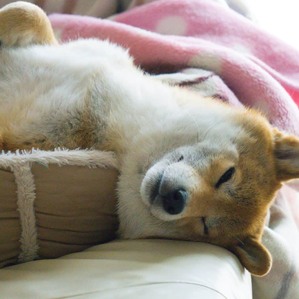 docdogのインスタグラム：「こんにちは！ドックドッグの柴犬担当：中野です😊⠀ 今日も #ドックドッグお題バトン に参加します！🐶⠀ ⠀ さあ、#4月のお題は春色 です✨⠀ ⠀ 前回「春は眠っていた生きものたちが活動しはじめる目覚めの季節☀️」なんて言いましたが、心地よい気候に思わずウトウトお昼寝がやめられないという子も多いかも？😴⠀ ⠀ ということで、⠀ #ドックドッグお題バトン ⠀ #4月のお題は春色 ⠀ うららかな春の昼下がりに、気持ちよさそうに💤お昼寝💤しているホカホカの柴犬写真と共にバトンを置いておきます🤗💓⠀ ⠀ バトンは自分ではじめても、何人に回しても、回さなくてもOKデス😉✨⠀ ⠀ 愛犬と春のショットにハッシュタグを付けてどんどん投稿してくださいね！🌈⠀ ⠀ #ドックドッグお題バトン ⠀ #4月のお題は春色 ⠀ #春のお昼寝 ⠀ #柴犬 ⠀ #ドックドッグ ⠀ #docdog」