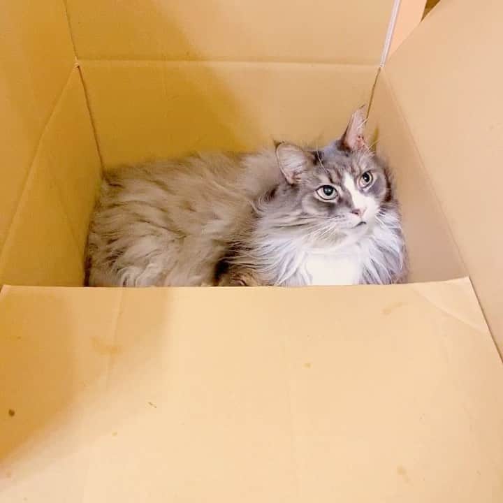 のインスタグラム：「relax _ #ぷーぷー #ねこ #猫 #メインクーン #cat #catstagram #catsagram #catsofinstagram #cats_of_world #catlover #catlovers #catholic #cat_of_instagram #catlife #mainecoon #mainecoonlife #mainecoonlover #fluffy #bigcat #ねこ部 #ふわもこ部 #メインクーン部  #にゃんすたぐらむ #ねこすた #ねこすたぐらむ  #ねこと暮らす #猫動画 #catmovie #ねこ動画 #catinthebox」