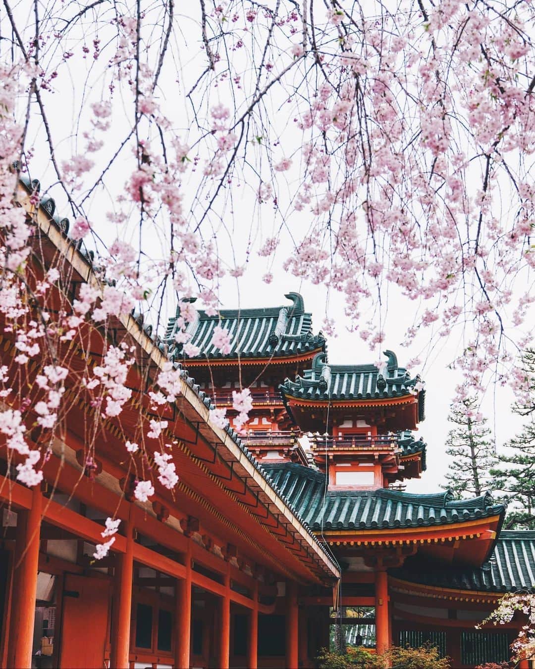 福田洋昭のインスタグラム：「🏯🧧🌸」