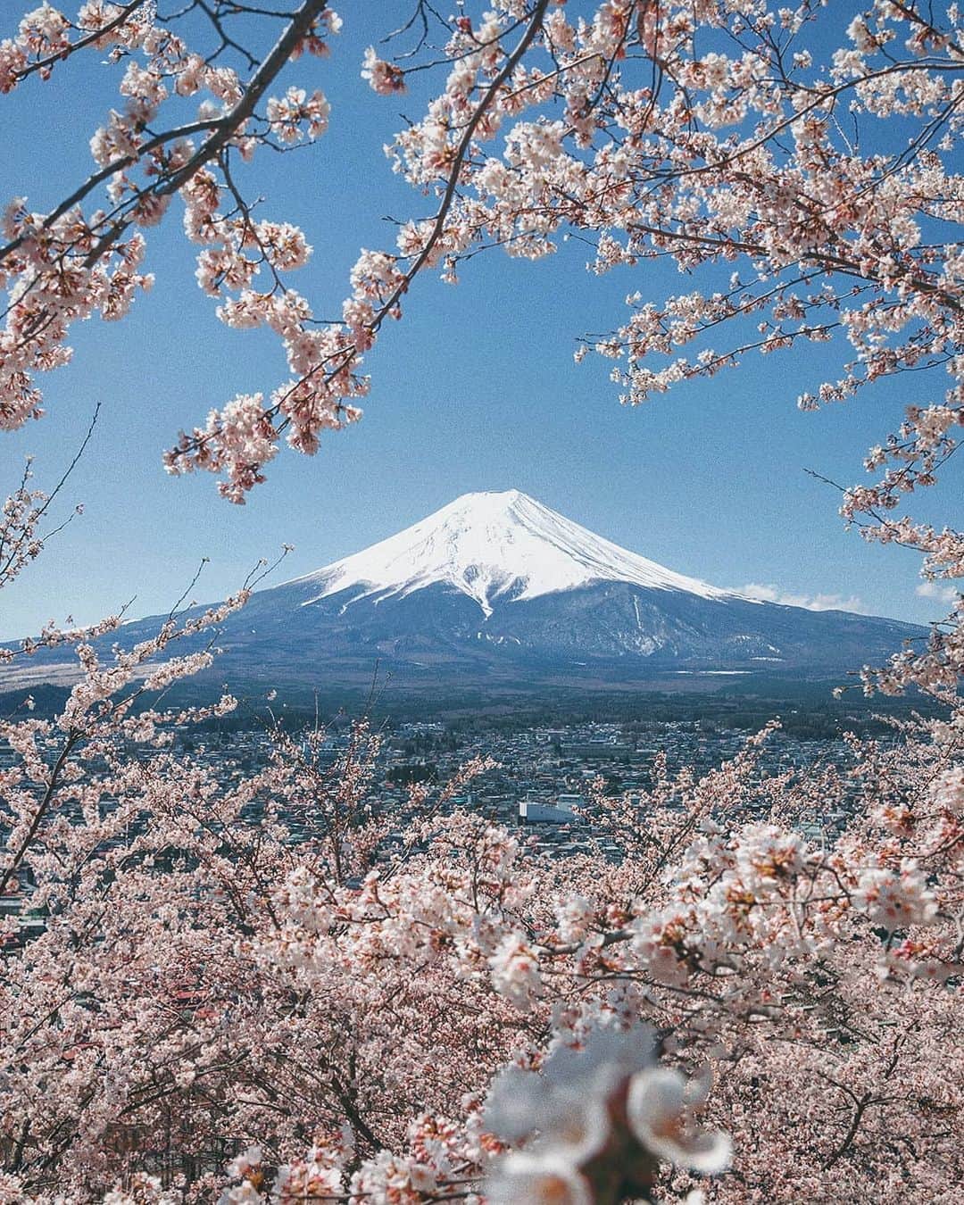 Berlin Tokyoのインスタグラム：「Time flows slowly under the great cherry blossom tree as if it is longing for never ending spring. . . . #hellofrom #japan」