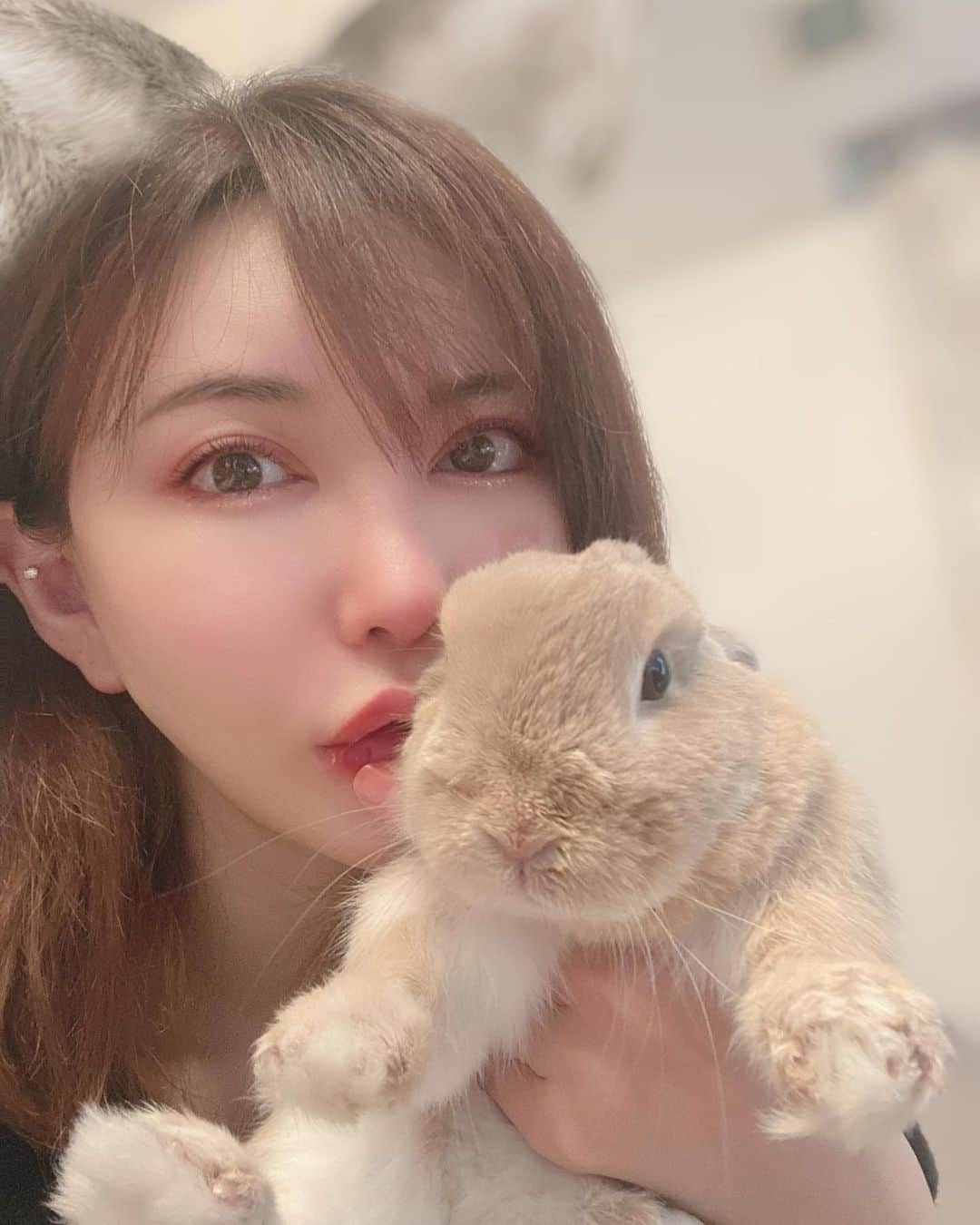 里美ゆりあさんのインスタグラム写真 - (里美ゆりあInstagram)「うさぎ時間❤  #ポン太 #iloveyou  #ネザーランドドワーフ #ネザーランドドワーフ男の子  #うさぎのいる暮らし  #うさぎ好きさんと繋がりたい #おうち時間  #コロナに負けるな」4月18日 22時55分 - satomiyuria