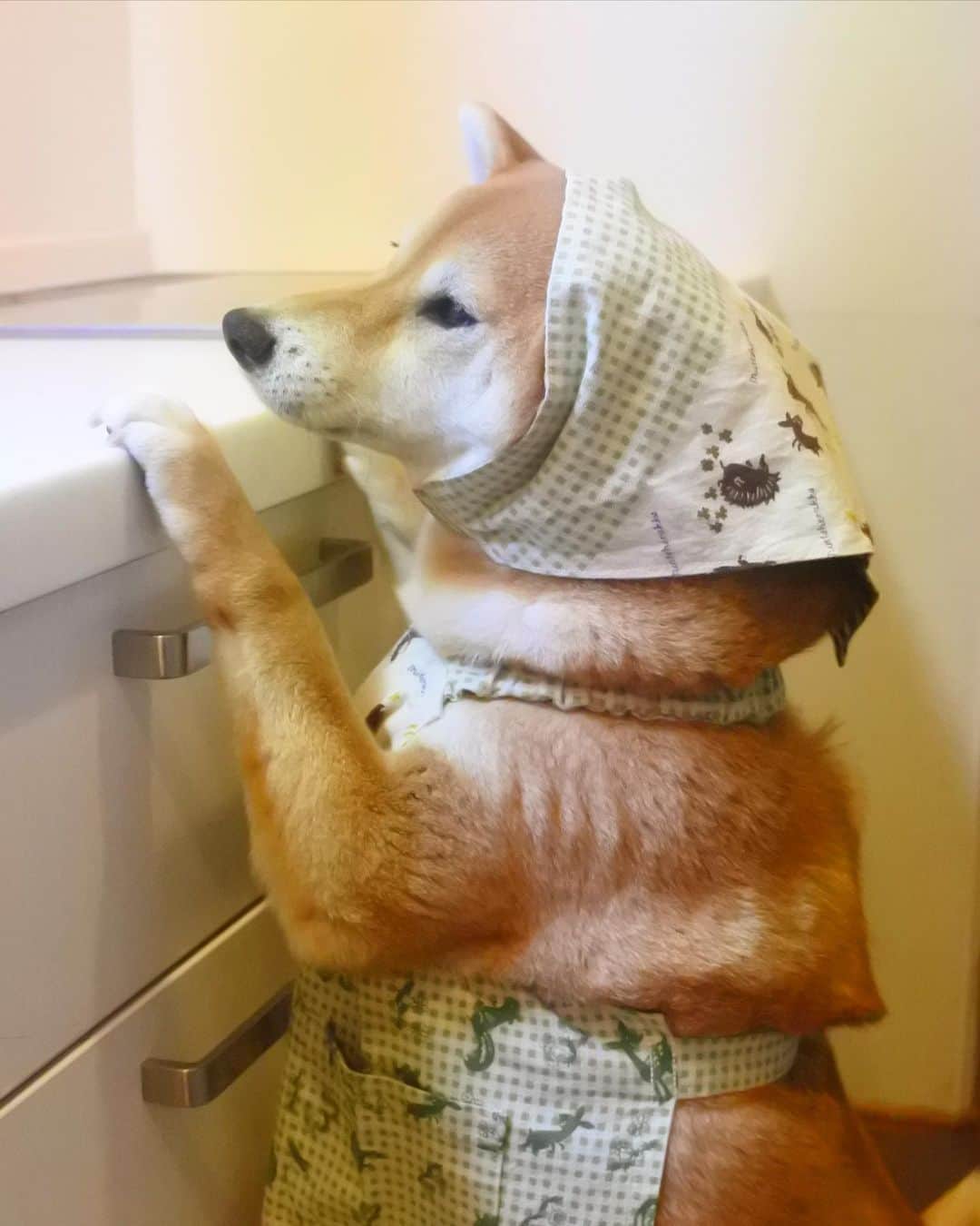 マロたんのインスタグラム：「I help my mom make dinner. 頑張る柴村さん #shiba #shibainu #weeklyfluff #きょうの柴村さん」