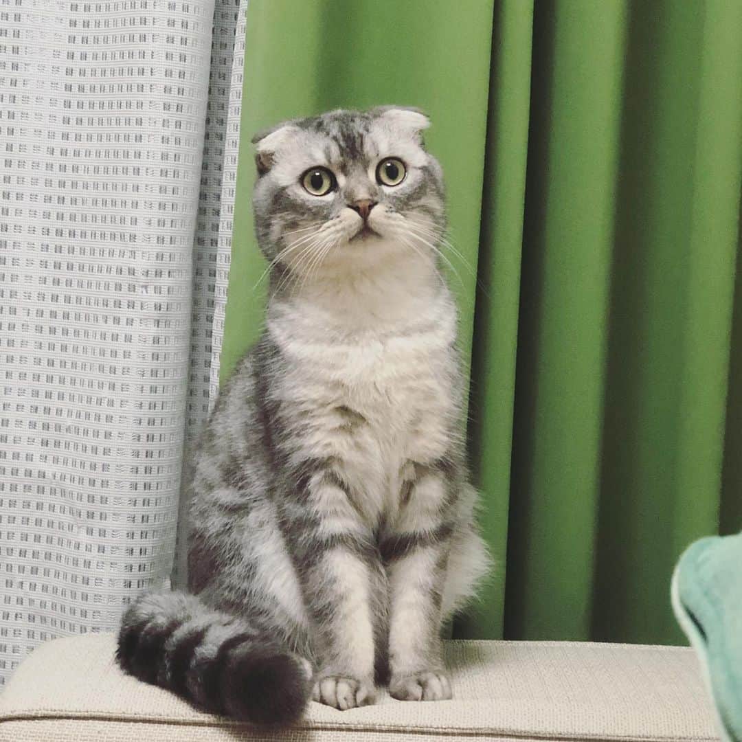 R!Nのインスタグラム：「きょとん顔  #むぎ　#stayhome #おうちで過ごそう #猫 #愛猫 #ねこのいる生活」