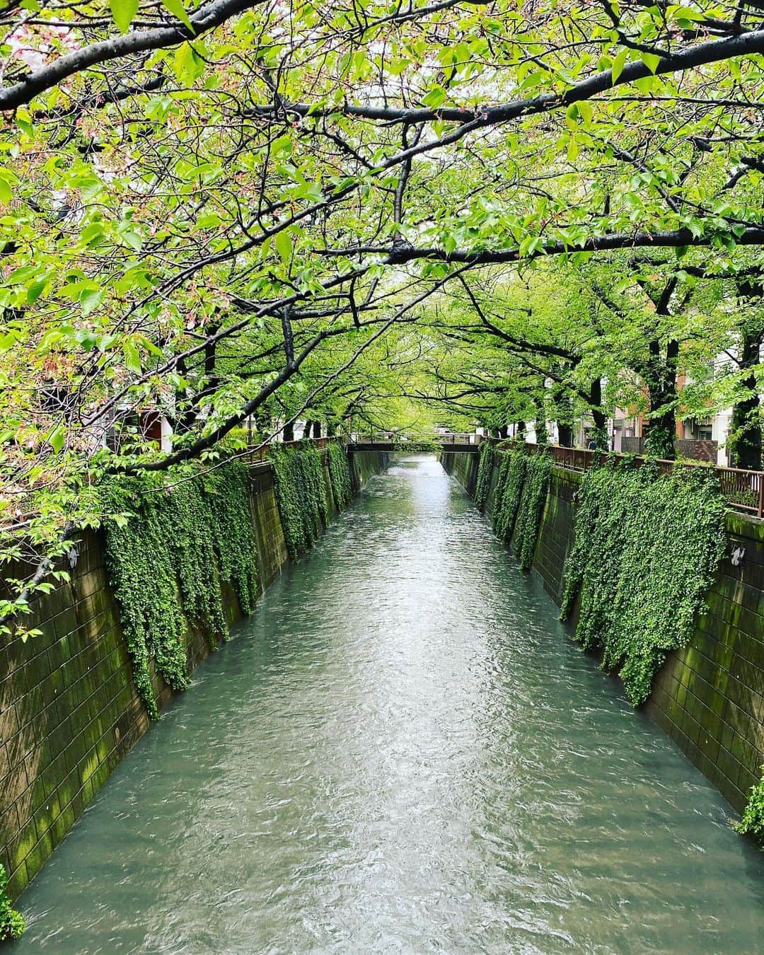 月に吠える。さんのインスタグラム写真 - (月に吠える。Instagram)「目黒川、大丈夫でした。  #パトロール」4月18日 22時18分 - tsukinihoeru.6960.naoomori
