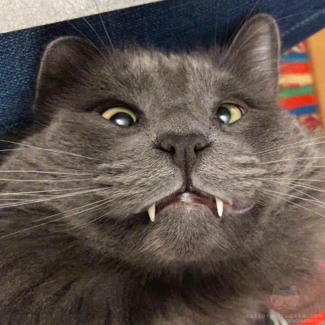 Cats of Instagramさんのインスタグラム写真 - (Cats of InstagramInstagram)「From @my_boy_belarus: “Do you like my toofs?” #catsofinstagram」4月18日 22時35分 - cats_of_instagram
