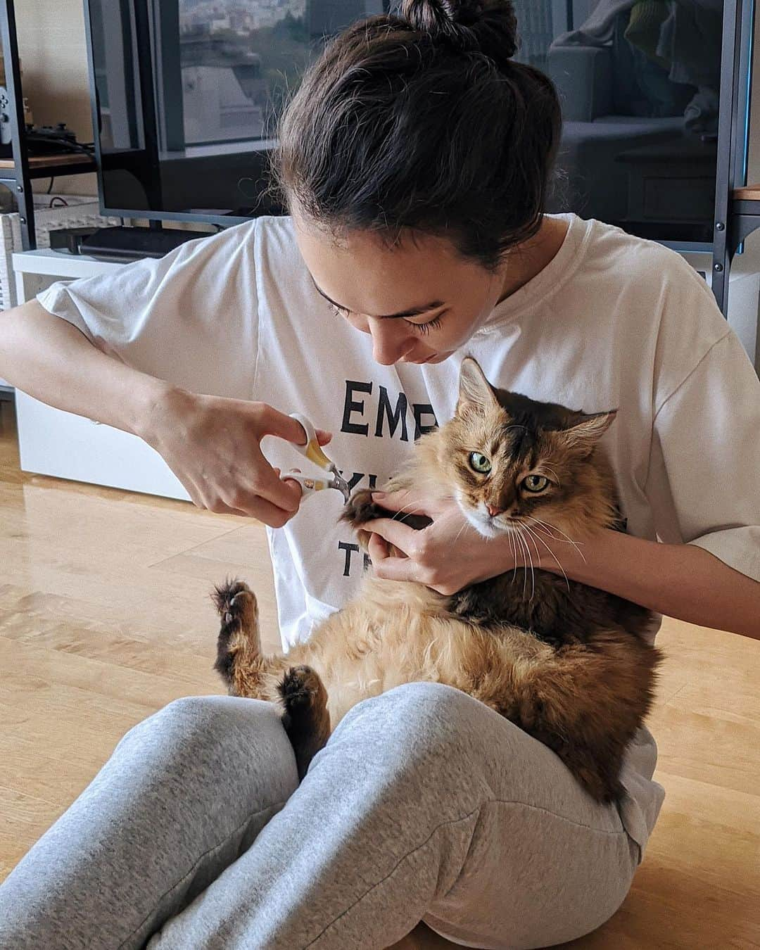 シャウラさんのインスタグラム写真 - (シャウラInstagram)「She lets me clip her nails only because she knows she will get her favorite bonito flakes afterwards.  大好きなかつおぶしがもらえるって知ってるから爪切りさせてくれてるの巻。 @juliet_meows_in_tokyo  #cat #catsofinstagram #猫 #ソマリ」4月18日 22時39分 - shaula_vogue