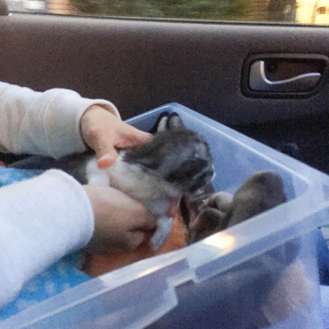 近藤研二さんのインスタグラム写真 - (近藤研二Instagram)「モイ、うちの子記念日。5年前の今日、山梨のOさん宅から我が家に迎えました。あの時がモイと最初のドライブだったんだなあ。小さかったなあ。6枚目は最初のふみふみかな。パパとママを見つけてくれてありがとう。  #こねこのモイ #kitten #近藤モイ #モイチン #モイ201504 #モイ生後0ヶ月 #graytabbyandwhite #サバシロ #長毛種 #猫 #ねこ #ネコ #neko #cat #cats #kissa #gato #gatto #meow」4月18日 13時50分 - kenjikond0