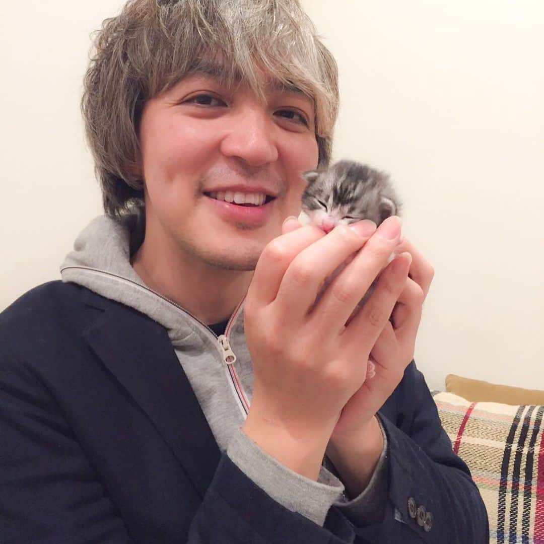 近藤研二さんのインスタグラム写真 - (近藤研二Instagram)「モイ、うちの子記念日。5年前の今日、山梨のOさん宅から我が家に迎えました。あの時がモイと最初のドライブだったんだなあ。小さかったなあ。6枚目は最初のふみふみかな。パパとママを見つけてくれてありがとう。  #こねこのモイ #kitten #近藤モイ #モイチン #モイ201504 #モイ生後0ヶ月 #graytabbyandwhite #サバシロ #長毛種 #猫 #ねこ #ネコ #neko #cat #cats #kissa #gato #gatto #meow」4月18日 13時50分 - kenjikond0