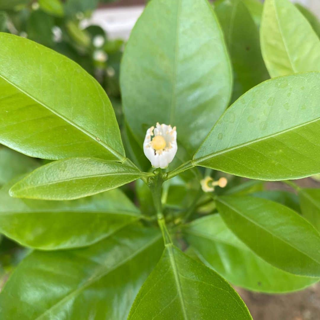 YAMATOのインスタグラム：「沖縄は昨日25°今日は26°と、日を追うごとに暖かくなってきてます。 このまま夏へ入る気なのでしょうか？ そしたらぜんざいが食べたくなる季節到来ですね🤤 さて、ココでいきなり問題です🙋🏻‍♂️デデン♪ 今にも開きそうなつぼみ。 コレはいったい何の花でしょうか？ ヒント無しで当てたらちょー凄い。 どれくらい凄いかって？ スーホーの白い馬ぐらい凄い‼︎‼︎‼︎ ヒントは後ほど、ストーリーズで🧟‍♂️」