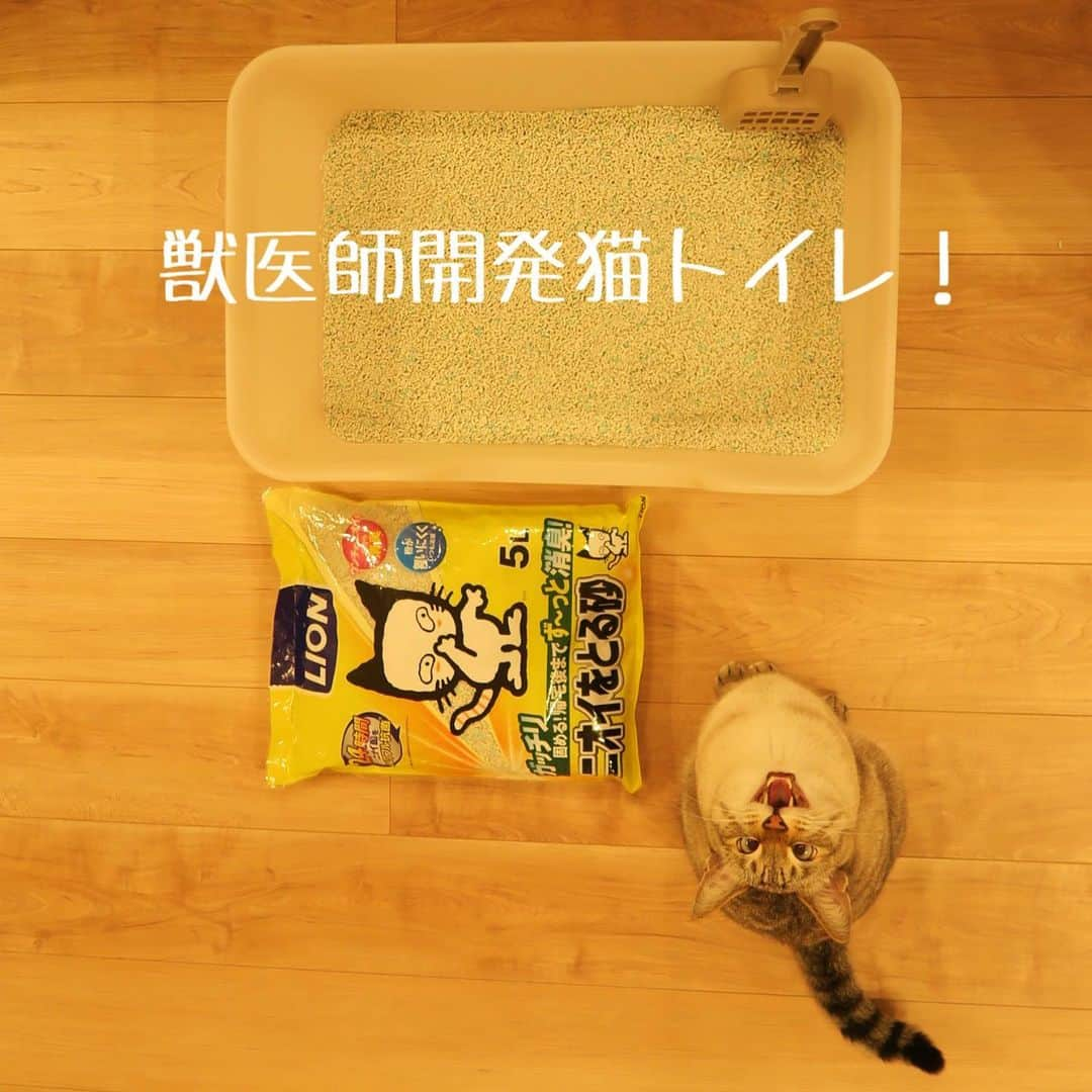 tomiinyaのインスタグラム：「ライオン商事さん　@lion_pet_cat の「ニオイをとる砂」シリーズから「獣医師開発　猫トイレ」が4月15日に新発売され、ありがたいことにモニターをさせていただきました！  今まではいわゆるシステムトイレを使っていたのですが、チップが大きいせいかウンチをしてもチップをかけずにトイレを出ることも多くあったので部屋中に匂いがプーン🙊 さらにゆるゆるウンチが多い彼…匂い強烈！  そして使ってみた感想… ニオイをとる砂、獣医師開発　猫トイレはすごかった！  ぜーんぜんニオイがしない🥺  ウンチもおしっこもしっかり砂が固まってくれるのでお掃除も簡単。  ゆったりとしたサイズもポイントですね！  ソルくんも砂をかけるのが楽しそうで張り切ってトイレに向かいます！トイレに行く回数も増えたような…💩ばっかりしてるのらは…食べ過ぎか？笑  一番最後の写真が実物に近い色味です。清潔感✨  #獣医師開発猫トイレ　#ねこ　#猫	 #ニオイをとる砂 　#にゃんすたぐらむ  #獣医師開発  #新発売　＃lionpet 　#lionpetcat　#PR #ライオンペット」