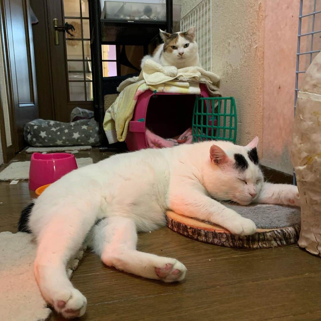 Kachimo Yoshimatsuのグルメインスタ