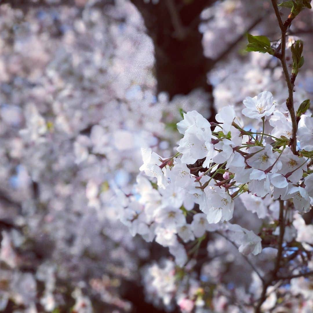 池澤あやかのインスタグラム：「在りし日のおもひで〜」