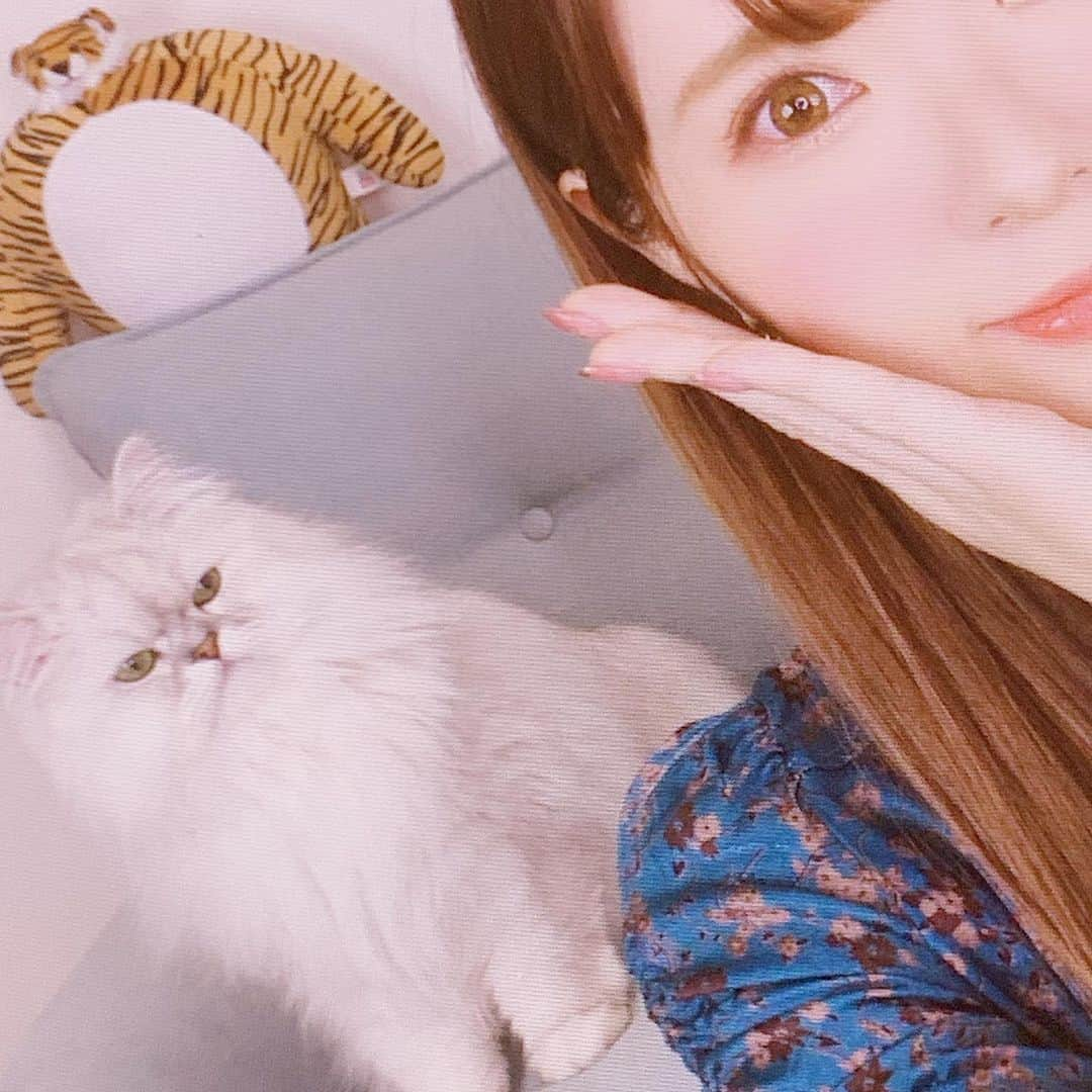 河西美希さんのインスタグラム写真 - (河西美希Instagram)「いや、そんな目で見んでも…  #ペルシャ猫 #チンチラシルバー #ねこすたぐらむ #ねこさん #ふぉーさん #CAT #ネッコ」4月18日 15時30分 - mikipon1111