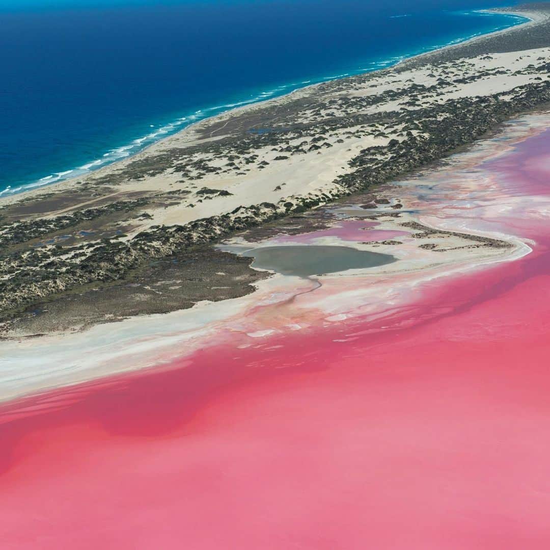 ブルータスさんのインスタグラム写真 - (ブルータスInstagram)「【いつか旅に出る日★発売中】 西オーストラリアのパースから、海岸線に沿って北へ約500km進むと、突如、まばゆいピンク色の湖が現れる。その名は「Hutt Lagoon」。 バクテリアが太陽光から身を守るために生産するカロチンによって鮮やかなピンク色に染まっているという。西オーストラリアの自然は広大だった。 #BRUTUS  #いつか旅に出る日 #想像力で旅をする #ピンクレイク  #パース」4月18日 15時50分 - brutusmag