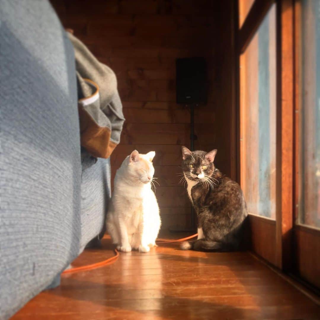 池内万作さんのインスタグラム写真 - (池内万作Instagram)「たまには猫でも。 #イケウチ家の猫 #しろっさん　#たらっさん」4月18日 15時51分 - mandeshita