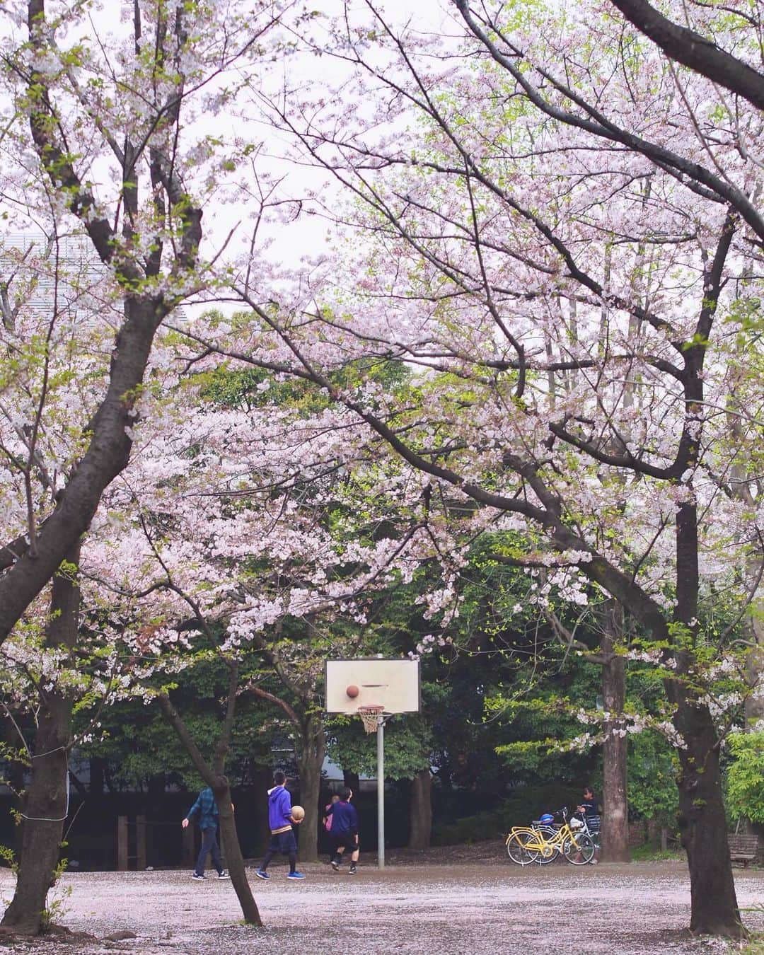 AO のインスタグラム：「🌸 来年はいっぱいお花見しよー #桜#バスケ#お花見#オリンパス#オリンパスペン#olympus#olympuspen#ミラーレス一眼#photography」