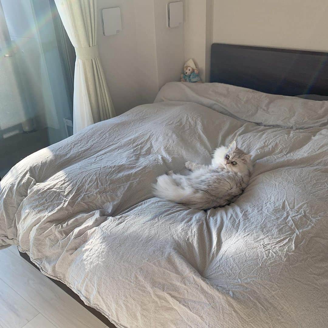 鈴木康代さんのインスタグラム写真 - (鈴木康代Instagram)「お猫さま #家庭内の序列」4月18日 17時08分 - 88_grm