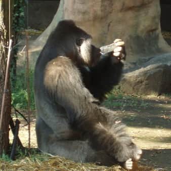西尾季隆のインスタグラム：「あー、動物園行ってゴリラ見たいなぁ。 これはオスゴリラのハオコ。 上野動物園で撮りました。 上手にフタを開けてちゃんと水を飲む。 かわいい。 見に行きたい。 ゴリラは人間に近いからうつったりするんかな？ みんな元気でいますように。」
