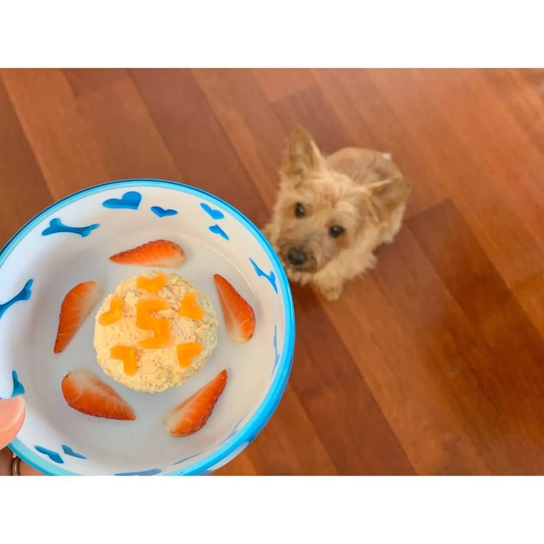 真野恵里菜さんのインスタグラム写真 - (真野恵里菜Instagram)「愛犬の誕生日のときのこと🐶 . . 2つ目の写真。 夕ご飯を手作りしました🍽 鳥ササミを使ったハンバーグ 焼かずに低温調理で茹でました🐓 人参でデコレーションして 大好きなイチゴも薄くスライスして一緒に🍓 あっという間にペロリでした🐶👅 . . 3つ目は動画です。 夫が選んでくれた誕生日プレゼントは ぷーぷー鳴る牛のおもちゃ🐮 愛犬の好みをしっかり熟知していたので 予想通り、いや予想以上の大ヒット🤩 遊びすぎて5日くらいで音が鳴らなくなりました😨😂 . . なによりもお散歩が大好きな愛犬。 外出禁止のスペインでは 1人でだったら犬の散歩が許可されていますが 短めに、そしてお散歩中の方と会っても距離を取ること。 なので、安心して外出できる日々が戻ってきたら 夫も一緒にちょっと遠くにある大きな公園に行って 心ゆくまで走り回りたいね🐶🐾 #犬のいる暮らし #愛犬の誕生日」4月18日 17時35分 - erinamano_official