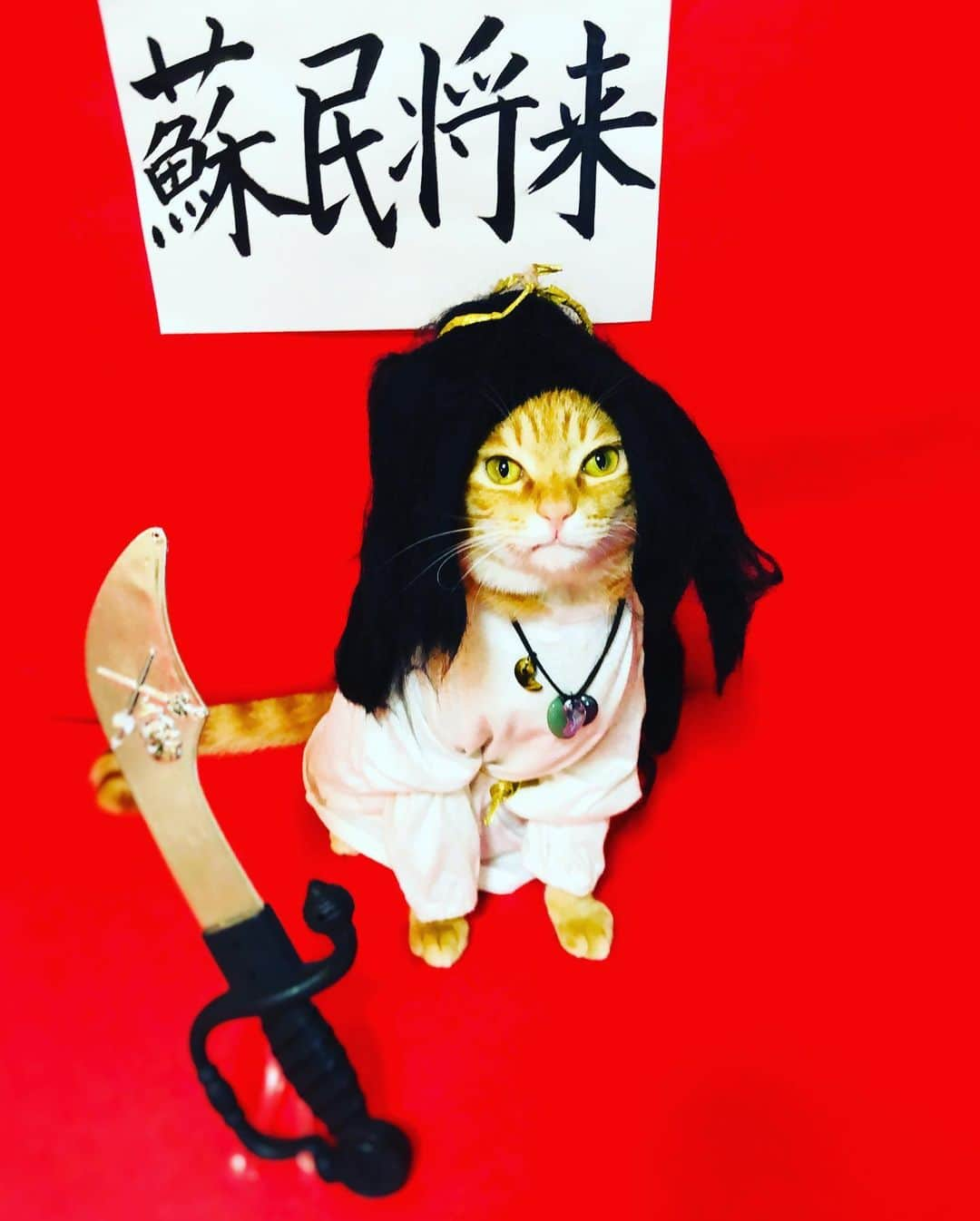 マロさんのインスタグラム写真 - (マロInstagram)「⚔️スサノオノミコト⚔️ SWIPE▶️ ✴︎ 日本には八百万の神様がいるといわれています。 スサノオノミコトは疫病除去のご利益があるといわれています。 コロナウィルスを消滅させるニャン‼️ ✴︎ It is said that there are eight million gods in Japan. Susano Onomikoto is said to have the benefit of eliminating the plague. I hope the coronavirus goes away. ✴︎ いつもコメントありがとうございます😺🙏💕 返信出来なくてすみません🙇‍♀️ 全て拝見しています🐾 ✴︎ Thank you for your kind comments😺🙏💕 I'm sorry that I couldn't reply. ✴︎ #cat#cats#catsofinstagram #japaneseculture#ねこ#猫#ネコ #にゃんすたぐらむ#ねこ部 #八百万の神#スサノオ#疫病退散 #猫のいる暮らし#斉藤和義」4月18日 23時00分 - rinne172