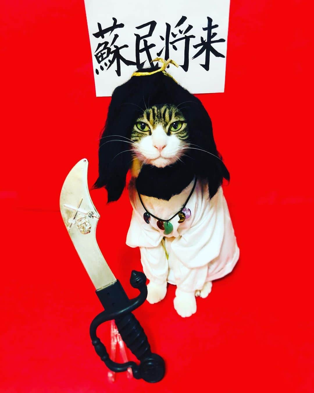 マロさんのインスタグラム写真 - (マロInstagram)「⚔️スサノオノミコト⚔️ SWIPE▶️ ✴︎ 日本には八百万の神様がいるといわれています。 スサノオノミコトは疫病除去のご利益があるといわれています。 コロナウィルスを消滅させるニャン‼️ ✴︎ It is said that there are eight million gods in Japan. Susano Onomikoto is said to have the benefit of eliminating the plague. I hope the coronavirus goes away. ✴︎ いつもコメントありがとうございます😺🙏💕 返信出来なくてすみません🙇‍♀️ 全て拝見しています🐾 ✴︎ Thank you for your kind comments😺🙏💕 I'm sorry that I couldn't reply. ✴︎ #cat#cats#catsofinstagram #japaneseculture#ねこ#猫#ネコ #にゃんすたぐらむ#ねこ部 #八百万の神#スサノオ#疫病退散 #猫のいる暮らし#斉藤和義」4月18日 23時00分 - rinne172