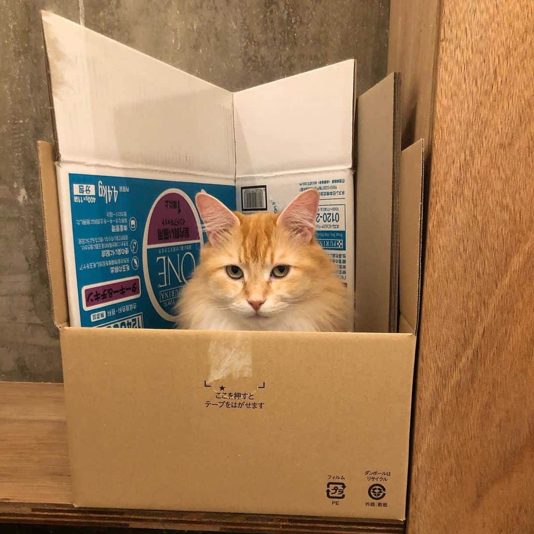 pon_0507のインスタグラム：「2020.04.18  何撮ってんだよー😾  #ご機嫌斜め  #ぽん#マンチカン#だい#ごま#保護猫 #ねこ#ネコ#猫#茶白猫#灰#neko#cat #munchkin#munchkincat #orangecat#gingercat#inscatram #bestmeow#videobyanimals #catsofinstagram」
