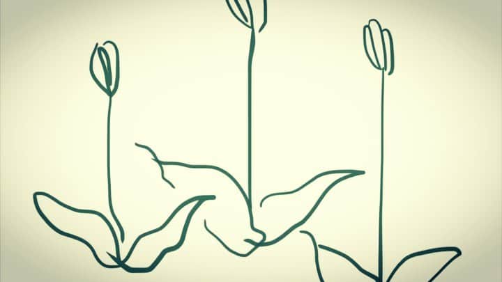 かんざきのインスタグラム：「#打ち込み で#作った曲  に#春#なので#暗い#チューリップ を#合わせてみた#こんな#簡単な事 に#だいぶ時間かかった」
