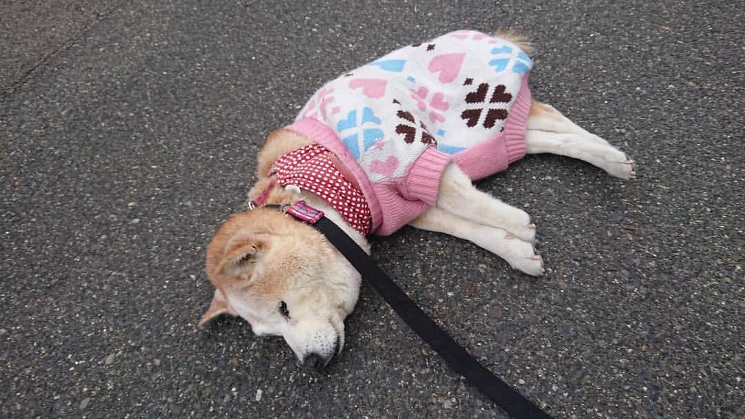 柴子のインスタグラム：「本日の行き倒れ(^_^;) 柴子(仮名)さん、途中で疲れちゃった。 #柴犬　#shibainu #shibastagram」