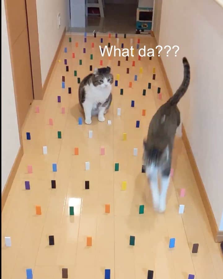 スノーのインスタグラム：「Not every cat is willing to do the #obstaclechallenge 😅 • #meowed #catsofinstagram #cats_of_instagram #catstagram #catofinstagram #instagood #cat #cats #kucing #gato #chat #catloversclub #catlover #9gag #weeklyfluff #kedi #katze #kawaii #neko #instagramjapan #고양이 #кот #แมว #猫 #ふわもこ部 #ペコねこ部」