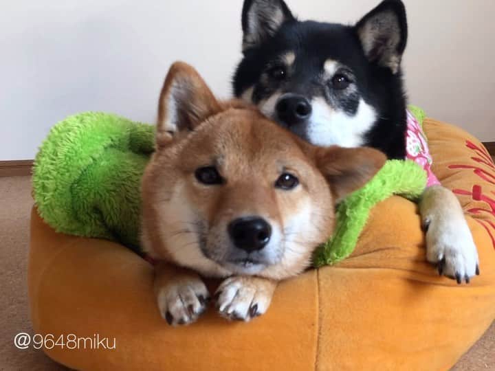 黒柴みくのインスタグラム