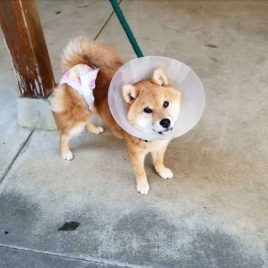 柴犬たま Shibainu Tamaのインスタグラム