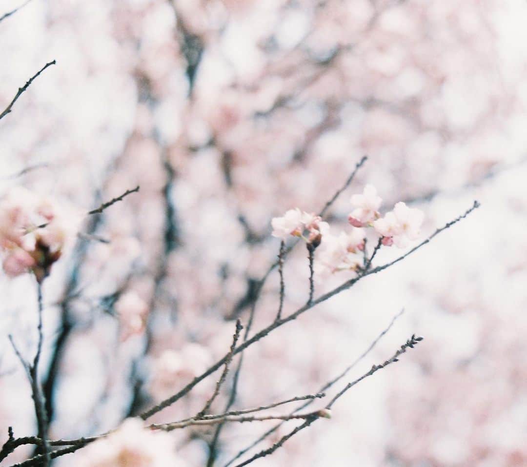 haru wagnusさんのインスタグラム写真 - (haru wagnusInstagram)「Sakura float away  ㅤㅤㅤㅤㅤㅤㅤㅤㅤㅤㅤㅤㅤ ㅤㅤㅤㅤㅤㅤㅤㅤㅤㅤㅤㅤㅤㅤㅤㅤㅤㅤㅤㅤㅤㅤㅤㅤㅤㅤ ㅤㅤㅤㅤㅤㅤㅤㅤㅤㅤㅤㅤㅤ ㅤㅤㅤㅤㅤㅤㅤㅤㅤㅤㅤㅤㅤ #stayapartstaytogether  #staysafe  #sharethelove」4月18日 19時39分 - wagnus