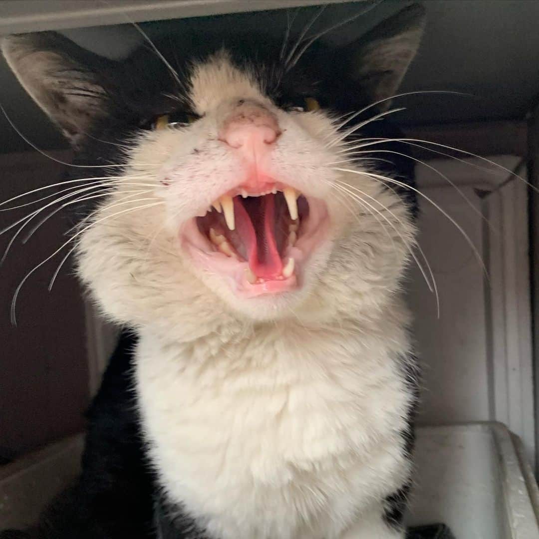 のインスタグラム：「イカスミにシャー言われた。 #うちの猫ら #ikasumi #猫 #ねこ #cat #ネコ #catstagram #ネコ部 http://kachimo.exblog.jp」