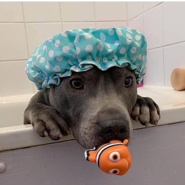 animals.coのインスタグラム：「Keep youself clean 🛁🚿🐶❤️ | Photography by @bluestaffy」