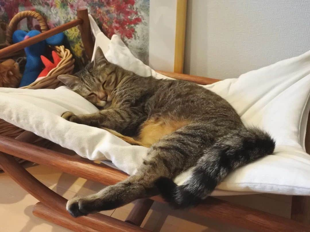 中山美香さんのインスタグラム写真 - (中山美香Instagram)「zzz☺︎ . . . #ちゃんた1167日目 #猫 #ねこ #愛猫 #保護猫 #cat #cats #chat #ilovecat #instacat #catlover  #cute #browntabby #catoftheday #mignon #catsofinstagram #catstagram  #love #被災猫 #キジ猫 #キジトラ #猫との暮らし」4月18日 20時15分 - mika5nakayama