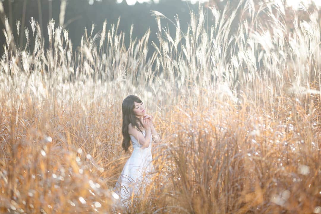 高橋さくらさんのインスタグラム写真 - (高橋さくらInstagram)「* * 君に告げる　 おはよう のじかん。 ただ、君の声が聞きたい。 * * しばらく関西行けないかな。。 撮影に行きたいわたしの気持ち おさまれー！  このきらきらなかんじすき！ たかあきさんはやっぱみるくてぃー。  セルフポトレしよーかな？笑笑  #すすき #白 #ウェディング #ドレス #冬 #朝日 #光 #きらきら #ポートレート #カメラマン #モデル #作品撮り #splus_cameraclub_ago  #かずさん写真部  #風景」4月18日 20時19分 - sakulav214