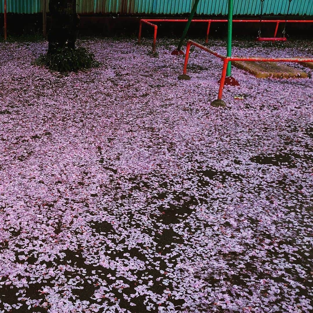 林家たい平のインスタグラム：「今日の雨で地面に咲いた桜」