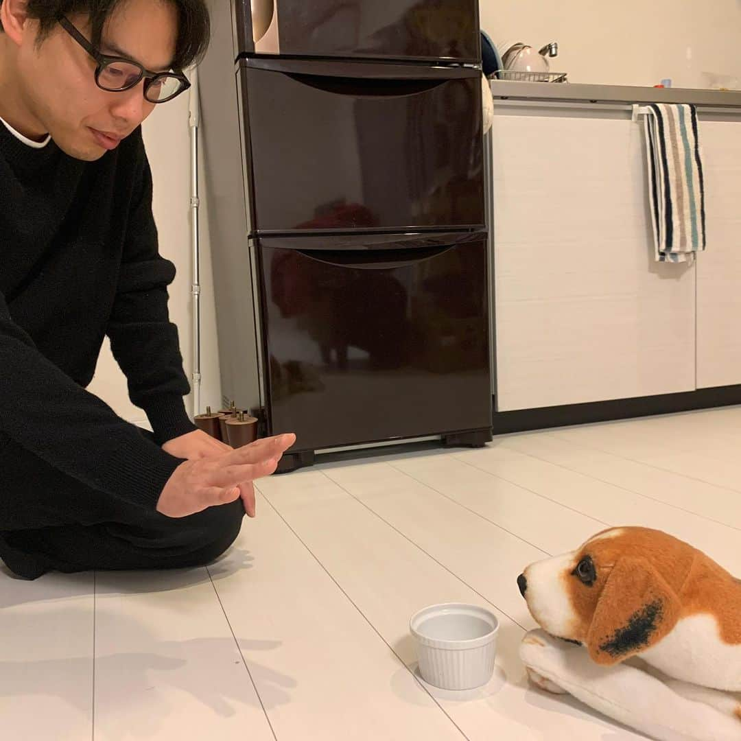 岸健之助さんのインスタグラム写真 - (岸健之助Instagram)「テレビ見てたら寄り添ってくる犬。 帰って来たら階段の上で出迎える犬。 外見てる犬 悪さして怒られると思ったらいつもソファーの下に隠れる犬。 待て出来る犬。 朝起こしてくる犬 #犬のいる生活 #犬飼いたい #はぁ犬触りたい #はぁ犬に出迎えられたい #犬に起こされた」4月18日 20時37分 - bedkishikishi