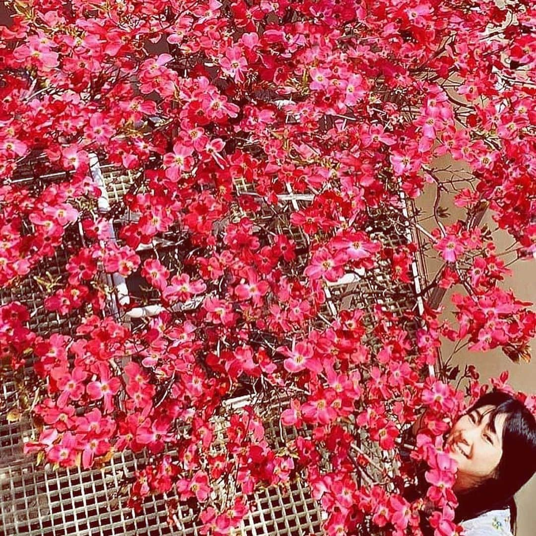 安珠さんのインスタグラム写真 - (安珠Instagram)「我が家の赤く大きな花水木 晴れも雨も美しく 8mの花束写しきれず #stayhome」4月18日 20時54分 - anjuphotographer