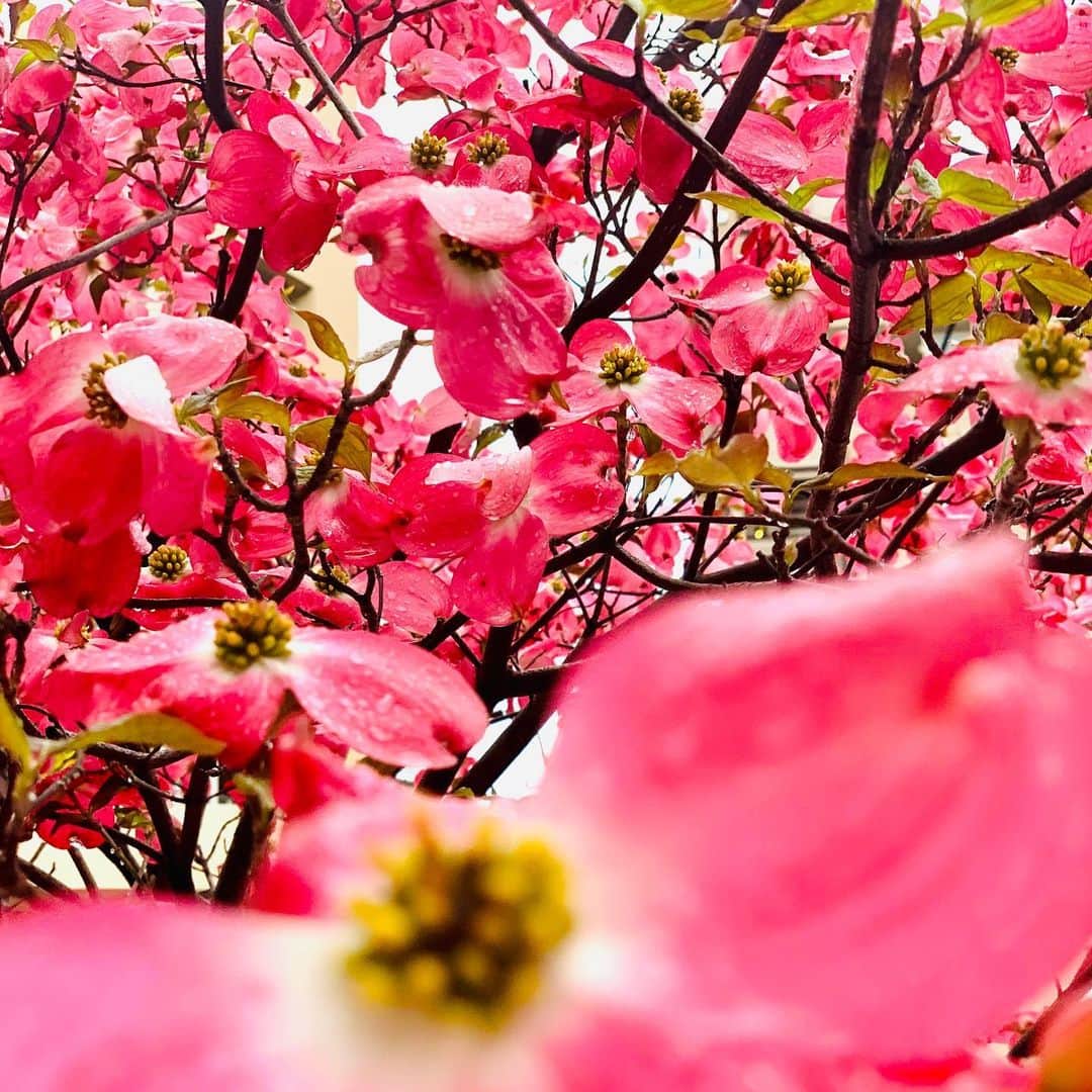 安珠さんのインスタグラム写真 - (安珠Instagram)「我が家の赤く大きな花水木 晴れも雨も美しく 8mの花束写しきれず #stayhome」4月18日 20時54分 - anjuphotographer