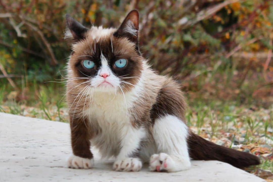 Grumpy Catさんのインスタグラム写真 - (Grumpy CatInstagram)4月19日 8時15分 - realgrumpycat